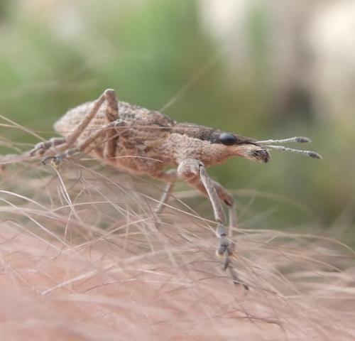 Réf. 287 593 : Charagmus gressorius